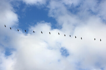 a flock of flying wild geese against the blue sky in the clouds
