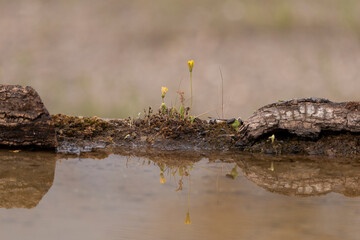 troncos y plantas reflejados en el agua del estanque