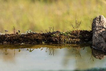 troncos y plantas reflejados en el agua del estanque