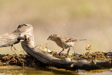 gorrión común hembra posado (Passer domesticus)