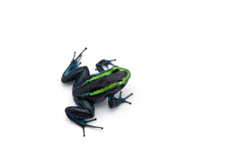 The green poison dart frog isolated on white background