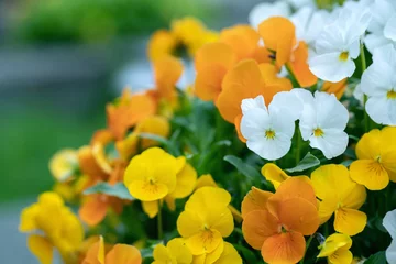 Fotobehang Viooltje Mix of orange, yellow and white pansy blossoms. Copy space. Focus on the left white blossom in the middle.  © Amalia Gruber