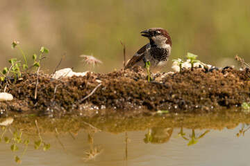 gorrión común macho posado (Passer domesticus)