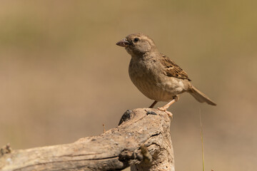 gorrión común hembra posado (Passer domesticus)