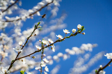 flowers on the tree