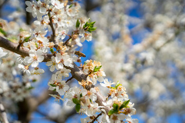 blossoming and wasp