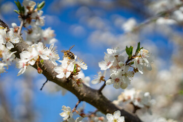 Wasp on blossoming tree