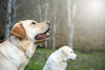 Two light brown and white labrador retriever dogs in a natural environment during a sunny day on summer, green park