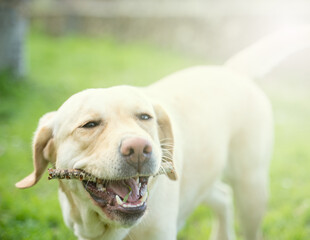 Light brown labrador retriever dog playing with a stick during a sunny day