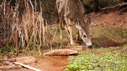 A mule deer doe with a tattered ear and a few patches of missing fur gets a drink of water from a...