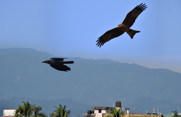 An Eagle about to attack a crow in mid air