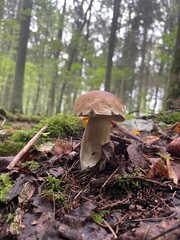 White mushroom in the forest between leaves and moss