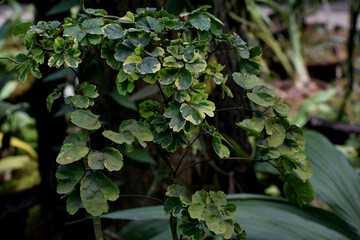 An Ivy plant at an orchid garden in India