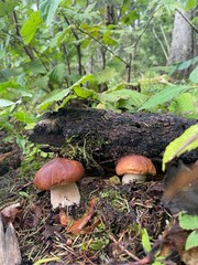 Fototapeta premium Two wild mushrooms in the natural forest, fungi in the soil, one growing under a fallen tree, unusual