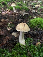 White mushroom unusual between moss in Autumn