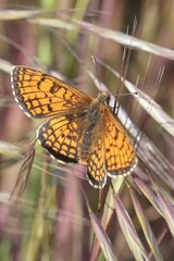 joli papillon orange