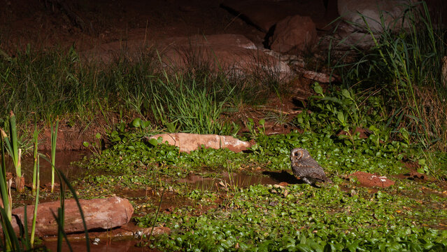 A tiny Flammulated Owl stands in shallow water at a natural spring with watercress growing in the water while reeds and grasses grow along the bank.