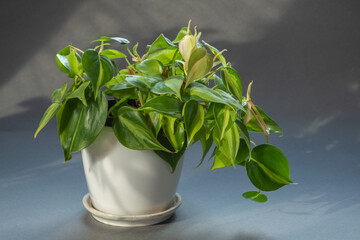 plant in a pot. Beautiful houseplant with variegated leaves. philodendron plant in a white pot on a...