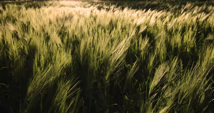 Hierba meci&eacute;ndose al viento. 4K DCI 120fps.