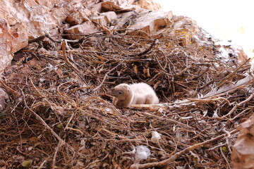 SMALL NEWBORN GRIFFON VULTURE CHICKEN PROTECTED IN ITS COZY NEST