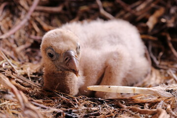 AFTER TWO MONTHS OF THE EGGS BEING INCUBATED, IN THE SPRING THE SMALL CHICKS OF GRIFFON VULTURES BORN