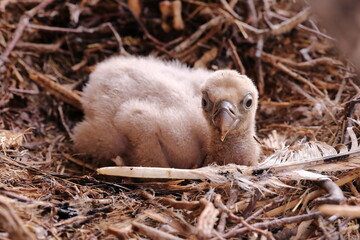 IN THE SPRING THE LITTLE GRIFFON VULTURES ARE HATCHED FROM THEIR EGGS