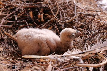 A SMALL CHICKEN GRIFFON VULTURE IN ITS NEST