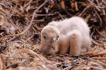 NEWLY BORN GRIFFON VULTURE  CHICKEN IN ITS NEST MADE WITH SMALL BRANCHES