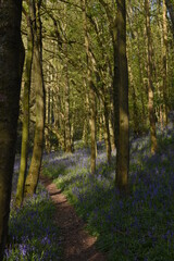 Obraz premium a path leading down a forest filled with bluebells