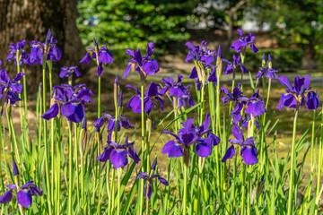 東京都中央区　浜離宮恩賜庭園　日本庭園のアヤメ　アイリス　花菖蒲　カキツバタ