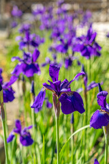 東京都中央区　浜離宮恩賜庭園　日本庭園のアヤメ　アイリス　花菖蒲　カキツバタ