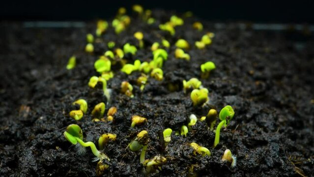 Seeds germinate in the soil close-up, macro timelapse