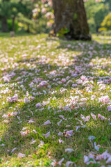 東京都中央区　浜離宮恩賜庭園　日本庭園の八重桜