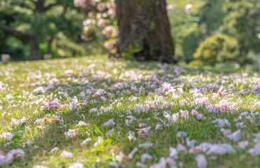 東京都中央区　浜離宮恩賜庭園　日本庭園の八重桜