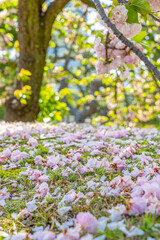 Fototapeta premium 東京都中央区 浜離宮恩賜庭園 日本庭園の八重桜