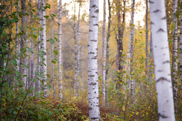 Colorful Swedish birch forest in autumn - obrazy, fototapety, plakaty