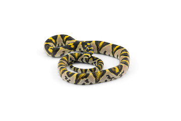 The Mandarin rat snake isolated on black background