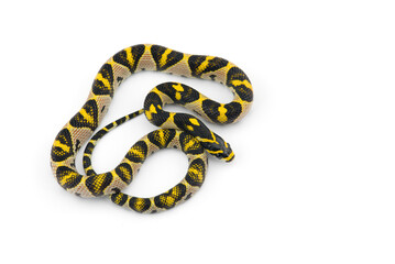 The Mandarin rat snake isolated on black background
