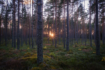 Obraz premium Colorful Swedish forest sunset in autumn