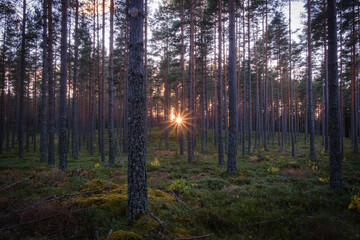 Colorful Swedish forest sunset in autumn