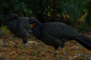 mountain turkey (6)