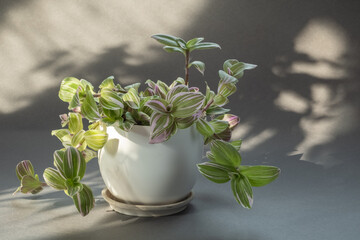 Beautiful houseplant with variegated leaves. colorful tradescantia plant in a white pot on a gray background. Beautiful shadows and sunny day