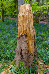 Old trees and logs surrounded by Bluebells in woodland (Wales, UK)