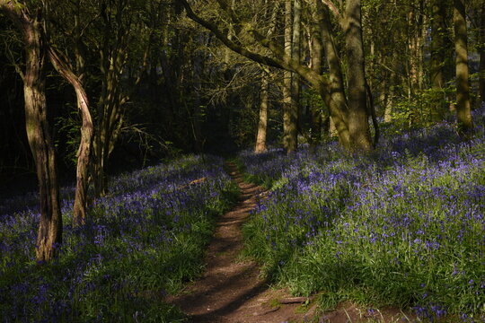 a path leading down a forest filled with bluebells