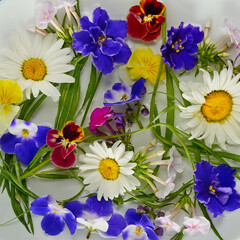 Pattern of chamomile, phlox and violet flowers on white.