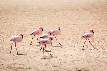 Six flamingos walking on sandy beach