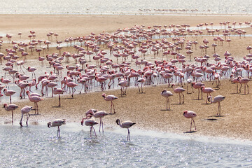 Colony of flamingos at the coast in Namibia