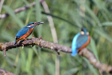 Zwei Eisvögel mit Fisch