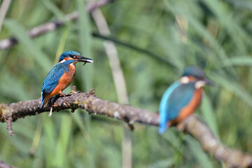 Zwei Eisvögel mit Fisch, two Kingfisher with fish