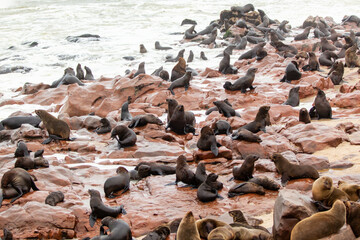 Colony of seals in Namibia